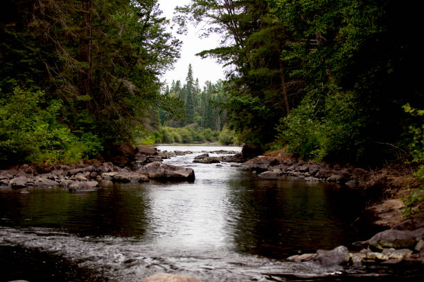 Shot of pink flower bushes in front of peaceful river in dense Canadian forest. Taken in Quebec, Canada, during the day.