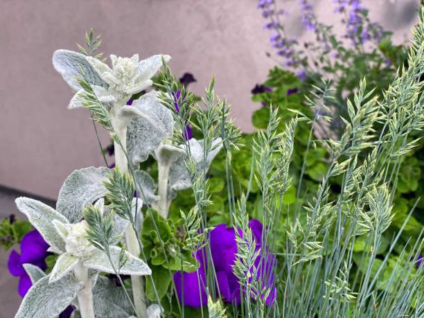 Beautiful herbs Lamb's Ear Stachys Byzantina evergreen perennial plant with velvety silvery wooly leaves. Purple petunia flowers. Ornamental grass Wheatgrass. Stachys Byzantina plant. This easy-care perennial has velvety soft, wooly evergreen leaves that are silver to gray-green in color. The foliage is also similar in shape to that of a real lamb’s ears, hence its name. big ears stock pictures, royalty-free photos & images