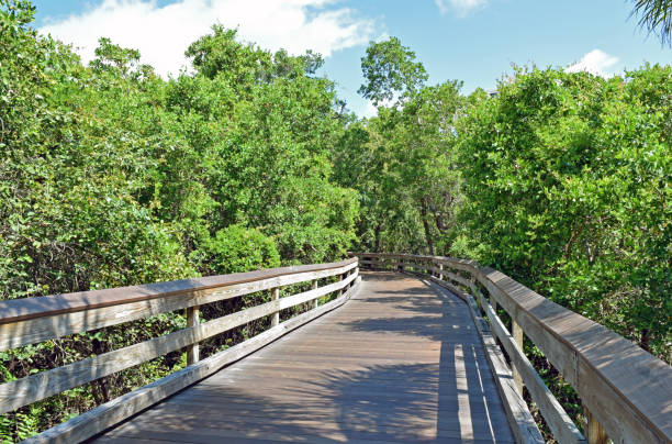 istock Boardwalk Through the Mangroves to a Florida Beach 1321227332