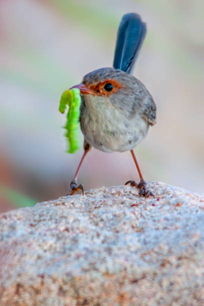 Juvenile Superb Fairy Wren (Malurus cyaneus) with a bright green grub in it’s mouth