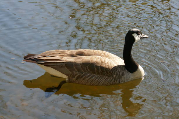 istock Canada goose floating on shallow water 1321228281