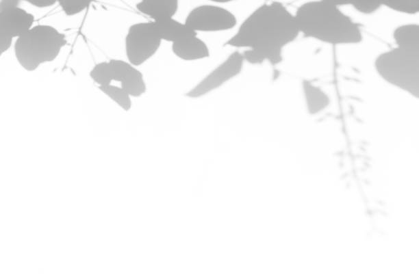 istock Gray shadow of leaves on a white wall 1321230113