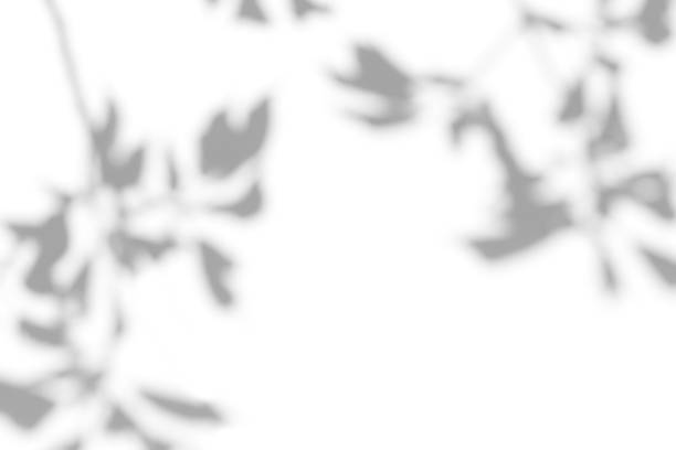 istock Gray shadow of leaves on a white wall 1321230114