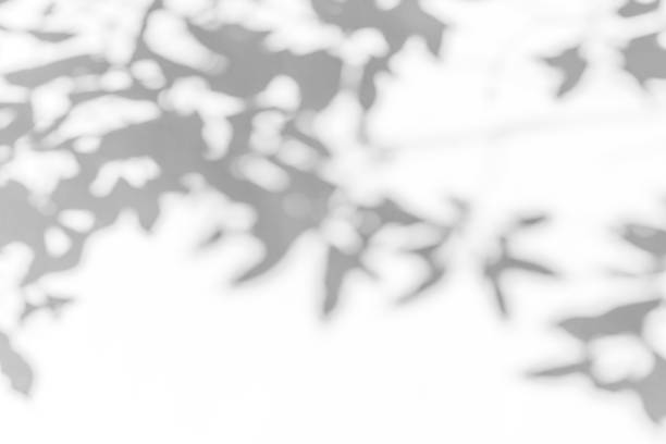 istock Gray shadow of leaves on a white wall 1321230116