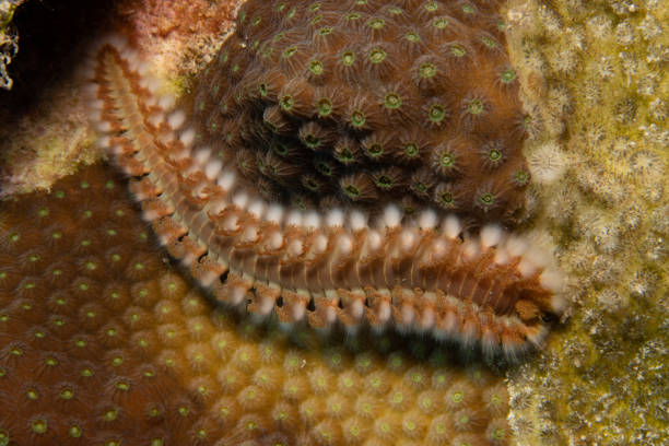 istock Bearded Fireworm on Caribbean Coral Reef 1321230824