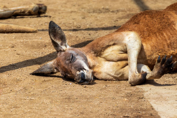 istock Kangaroo lying on the ground and taking a nap 1321230874
