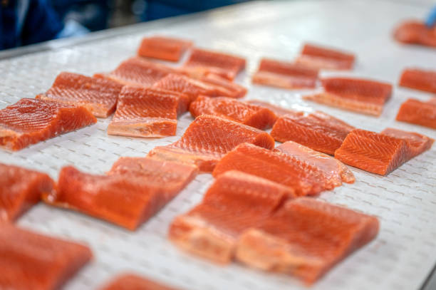 istock Trout fillet pieces lie on a white metal conveyor 1321232732
