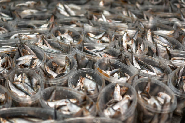 istock Lots of plastic jars filled with sea sprat. Canned fish 1321232758