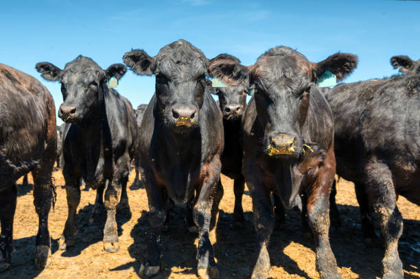 istock Black cow in the pasture 1321232790