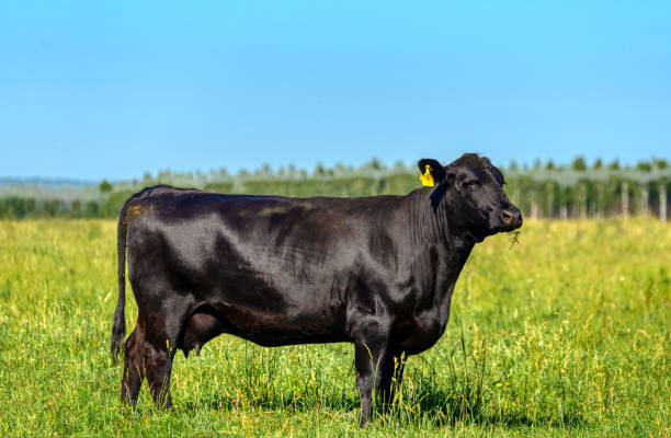 A black angus cow grazes on a green meadow. Agriculture, cattle breeding.