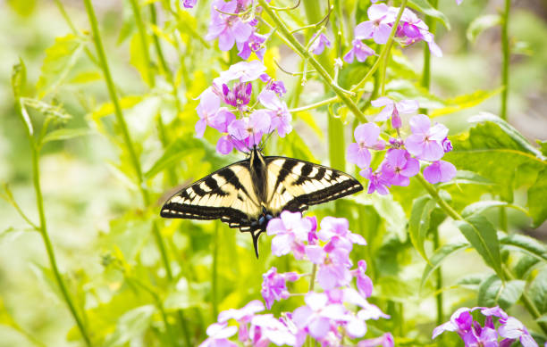istock Canadian tiger swallowtail 1321232840