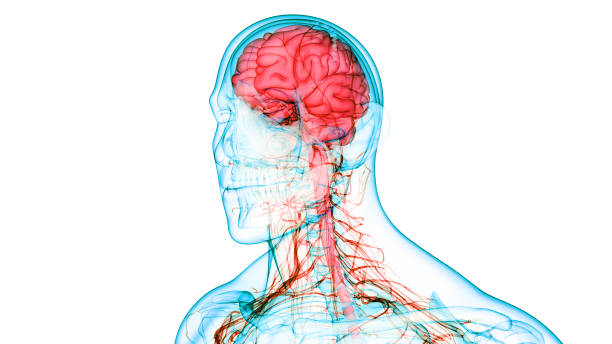 centralny narząd ludzkiego układu nerwowego anatomia mózgu - paralysis human spine x ray image human bone zdjęcia i obrazy z banku zdjęć