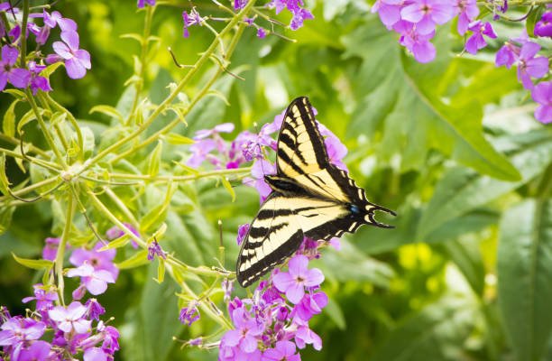 Canadian tiger swallowtail