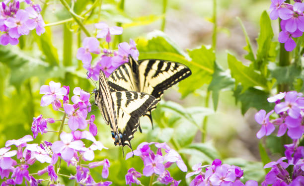 istock Canadian tiger swallowtail 1321233770
