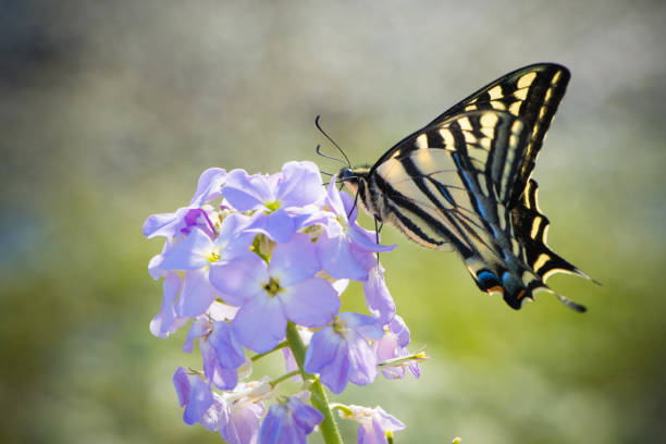 Papilio canadensis, the Canadian tiger swallowtail, is a species of butterfly in the family Papilionidae. It was once classified as a subspecies of Papilio glaucus.