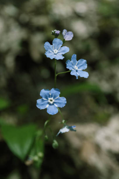istock Blooming omphalodes in nature in the garden in spring. 1321235190