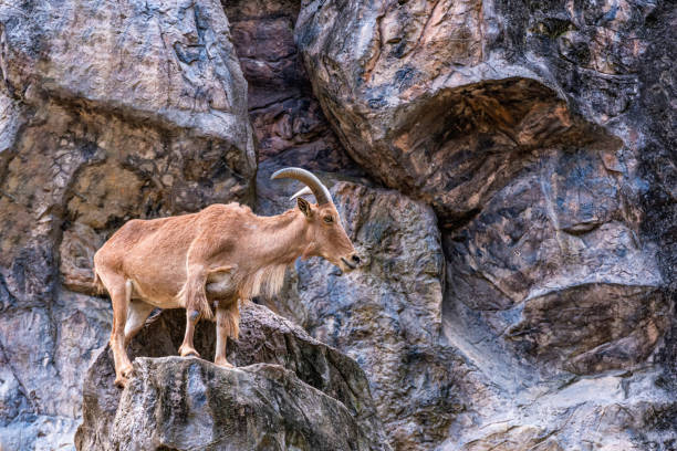 istock Barbary sheep (Ammotragus lervia) beautiful brown fur on rocks 1321235365