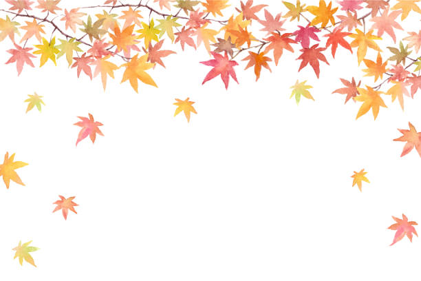 가을 단풍 나무 프레임의 수채�화 그림 - leaf autumn maple maple leaf stock illustrations