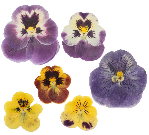 pansies de flores prensadas e secas ou violeta, isoladas em fundo branco. para uso em scrapbooking, floricultura ou herbário - violet blossom spring nature - fotografias e filmes do acervo