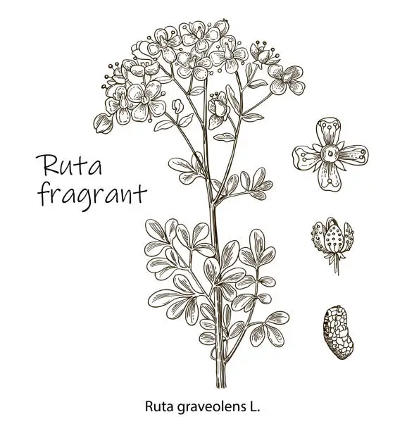 Vector illustration of Ruta graveolens. Vector images of medicinal plants. Detailed botanical illustration for your design. Hand drawn illustration