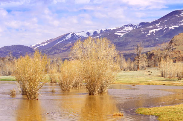 Naked plants in spring in high water on the Chuya River in the Chuya valley of the Altai Mountains. Siberia, Russia