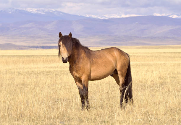istock Horses in the Altai Mountains 1321237129