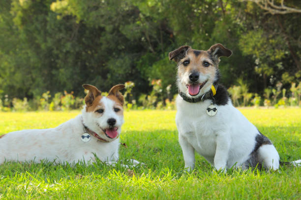 istock Two jack russell terriers brown black and white looking while sitting in the park with green grass and trees 1321239960
