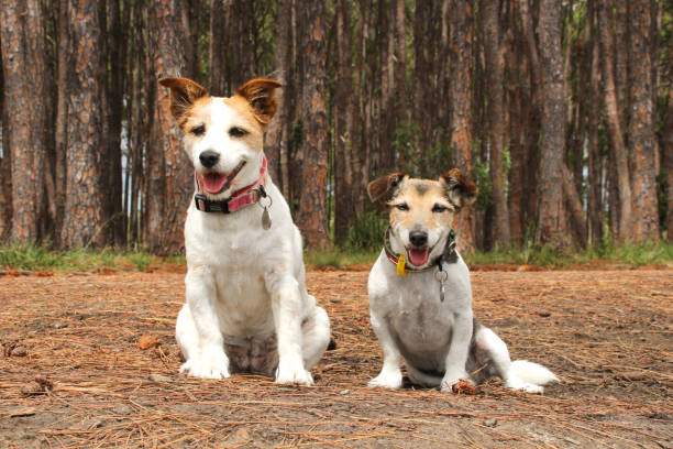 istock Two jack russell terriers brown black and white looking at the camera in the pine forrest 1321239986