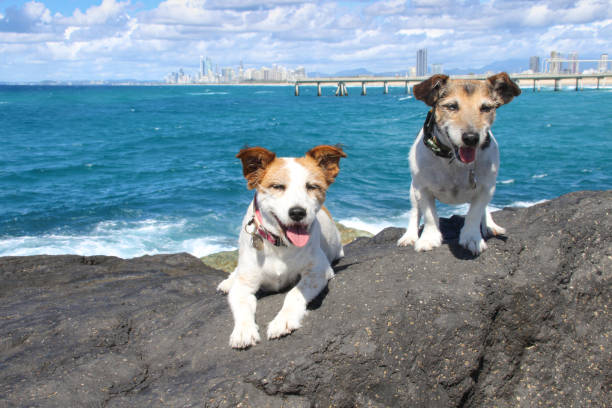 istock Two jack russell terriers brown black and white looking at the camera while standing on rocks with blue water in the background 1321240021