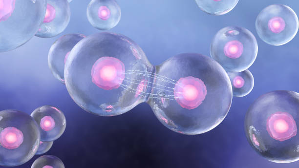 istock Cell division in the human body 1321240040