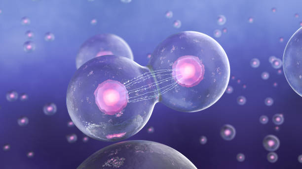 istock Cell division in the human body 1321240043