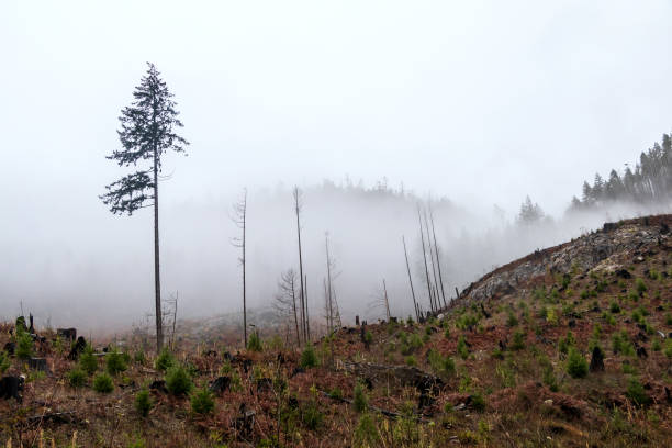 istock Logging Industry On Vancouver Island 1321240747