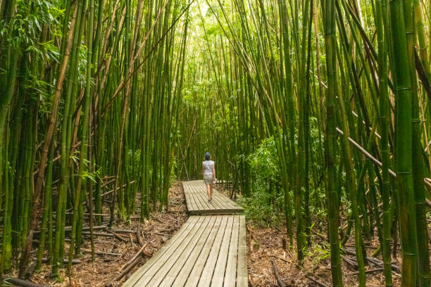 walking through the bamboo forest, pipiwai trail, maui - bamboo grove imagens e fotografias de stock