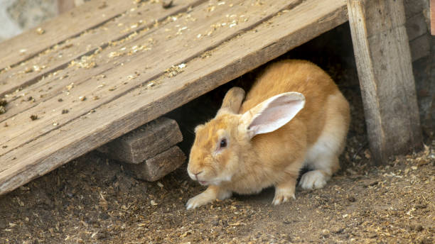 istock Ginger rabbit in front of the rabbit barn 1321241930