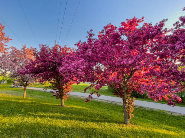 Sonoma Heights Community Park at Islington Avenue and Major MacKenzie Dr., Woodbridge, Canada Ontario, Canada. Woodbridge stock pictures, royalty-free photos & images