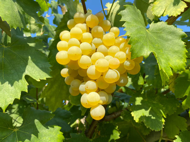 Bunch of grapes White grape in the vineyard. panicle stock pictures, royalty-free photos & images