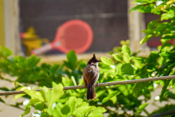 Birds come out chirping in lockdown