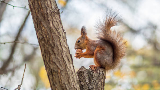 istock Squirrel with nut in Autumn sits on a branch 1321243770