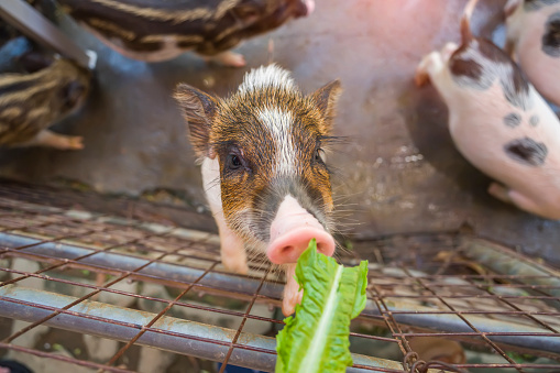 Cute piglet in farm eating vegetables