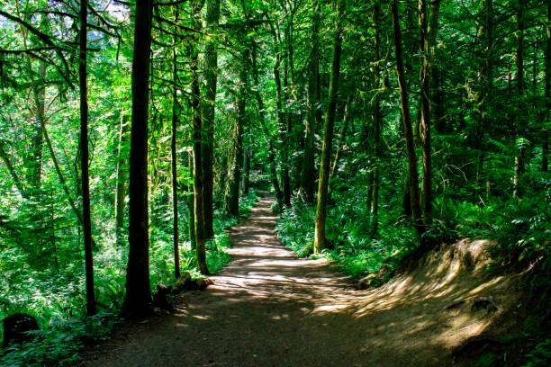istock Lacamas Creek Trail - Camas, Washington 1321244366