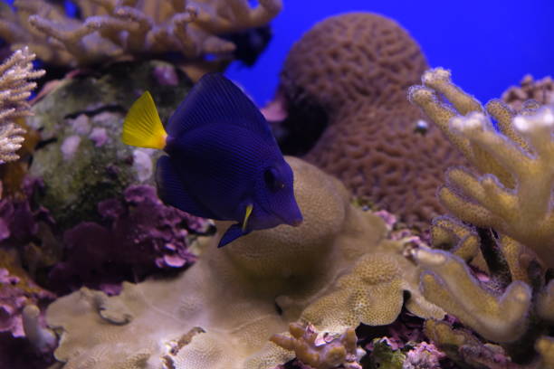 istock Underwater coral reef in red sea 1321244447
