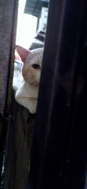 istock Spy cats behind the windows 1321244653