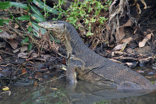 istock Asian water monitor 1321244705