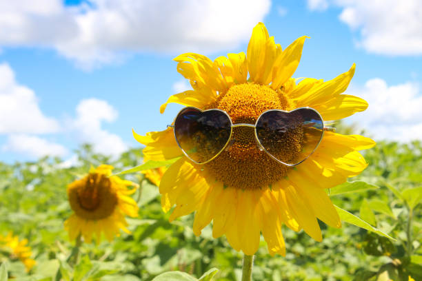 słonecznik z okularami przeciwsłonecznymi loveheart na polu z innymi słonecznikami i zielonymi płatkami - sunflower hearts zdjęcia i obrazy z banku zdjęć