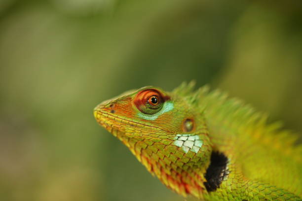 istock chameleon sitting on a tree branch in a tropical garden 1321245761