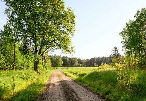 Gravel road in Sweden in lush nature with a large oak. greenery with green grass and green leaves on the trees