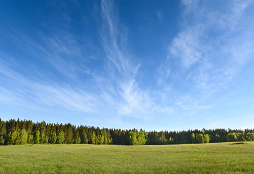 Summer fields in sweden an early morning with forest fields and beautiful clouds in the sky