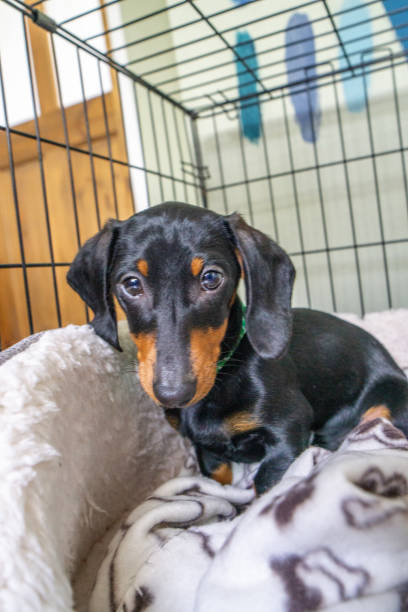 istock Dachshund puppy sitting on his bed 1321246673