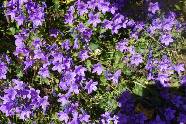 istock Wall campanulas Pluriannual flowering plant 1321246717