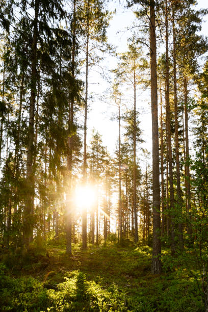 istock Spruce and pine forest with sun shining between the trunks 1321246799